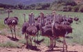 South Africa: A oostrich farm near Outshorn in the semi desert Litlle Karoo Royalty Free Stock Photo