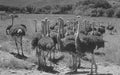 South Africa: A oostrich farm near Outshorn in the Little Karoo Royalty Free Stock Photo