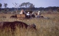 South Africa: Safari through the high Savanna gras looking for wild life