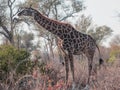 Giraffe searching for food Royalty Free Stock Photo