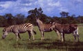 South Africa: Three zebras in the wilderness of Shamwari Game Re Royalty Free Stock Photo