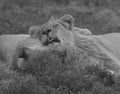 South Africa: Two lions in love at Shamwari Game Reserve cleaning each other skin Royalty Free Stock Photo