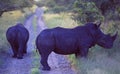 South Africa: Two Rhinos are blocking the road in Shamwari Game Royalty Free Stock Photo