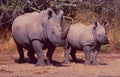 South Africa: Two Rhinos, Mother and Child in the bush Royalty Free Stock Photo