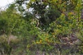 South African Acacia shrub and flying termites at KrÃÂ¼ger National Park, South Africa