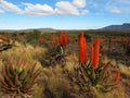 South African aloe in bloom Royalty Free Stock Photo