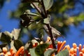 South African birds - amethyst sunbird Royalty Free Stock Photo
