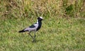 South African birds - blacksmith lapwing