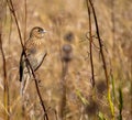 South African birds - long-tailed widowbird Royalty Free Stock Photo