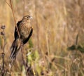 South African birds - long-tailed widowbird