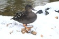 South African black duck