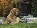 South african Boerboel puppy