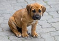 South african Boerboel puppy - the Game outside in the garden