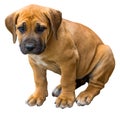 South african Boerboel puppy - the Game outside in the garden