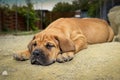 South African Boerboel Puppy