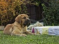 South african Boerboel puppy