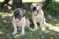 The South African Burbul, the breed is the ancestor of mastiffs.