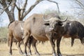 African buffalo or Cape buffalo with a A tickbird looking at the camera Royalty Free Stock Photo
