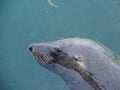 South African Cape Fur Seal Royalty Free Stock Photo