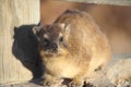 South African Cape Hyrax (HYRACOIDEA PROCAVIIDAE C