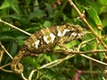South African Chameleon 1