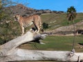 South African Cheetah #2 Royalty Free Stock Photo