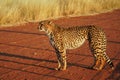 South African cheetah captured standing on a road under sunlight in its natural habitat