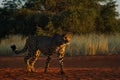 South African cheetah captured walking on a road under shade in its natural habitat