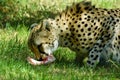 South African Cheetah eating prey Royalty Free Stock Photo