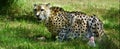 South African Cheetah eating prey