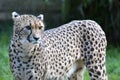 South African cheetah looking away in a grassland