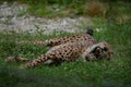 South African cheetah lying on a grass bed and yawning Royalty Free Stock Photo