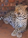 South African Cheetah Shading from the sun Royalty Free Stock Photo