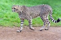 South African cheetah walking on a pathway in a grassland Royalty Free Stock Photo