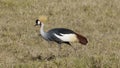South African Crowned Crane wildlife Ngorongoro crater national park Africa Tanzania Royalty Free Stock Photo