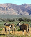 South African Eland Calf cleaning coat Royalty Free Stock Photo