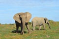 South African Elephants facing the camera