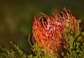 A South African flower - protea