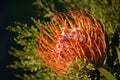 A South African flower - protea