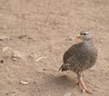 South African Francolin bird, with orange beak