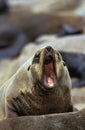 South African Fur Seal, arctocephalus pusillus, Adult Yawning, Cape Cross in Namibia Royalty Free Stock Photo