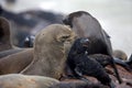 SOUTH AFRICAN FUR SEAL arctocephalus pusillus, FEMALE WITH YOUN, CAPE CROSS IN NAMIBIA Royalty Free Stock Photo