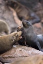 South African Fur Seal, arctocephalus pusillus, Females and Cup, Cape Cross in Namibia Royalty Free Stock Photo