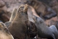 South African Fur Seal, arctocephalus pusillus, Females with Pup, Cape Cross in Namibia Royalty Free Stock Photo