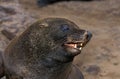 SOUTH AFRICAN FUR SEAL arctocephalus pusillus, PORTRAIT OF ADULT, CAPE CROSS IN NAMIBIA Royalty Free Stock Photo