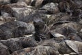 SOUTH AFRICAN FUR SEAL arctocephalus pusillus, PUP CRECHE, CAPE CROSS IN NAMIBIA Royalty Free Stock Photo