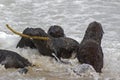 South African Fur Seal, arctocephalus pusillus, Pup playing in Waves, Cape Cross in Namibia Royalty Free Stock Photo