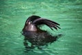 South African Fur Seal, Arctocephalus pusillus Royalty Free Stock Photo