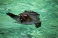 South African Fur Seal, Arctocephalus pusillus Royalty Free Stock Photo