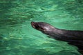 South African Fur Seal, Arctocephalus pusillus Royalty Free Stock Photo